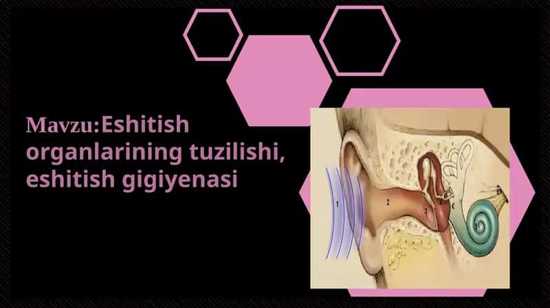 Eshitish organlarining tuzilishi, eshitish gigiyenasi