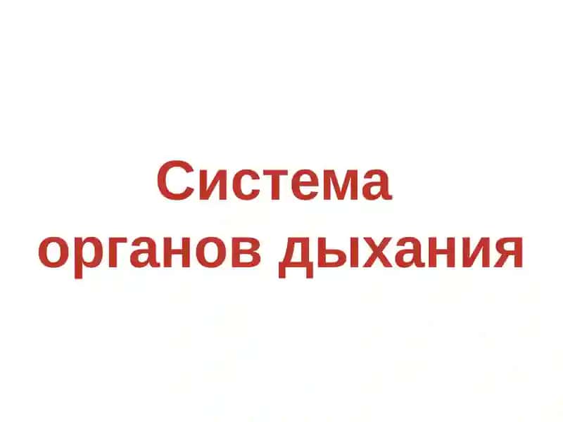 Система органов дыхания