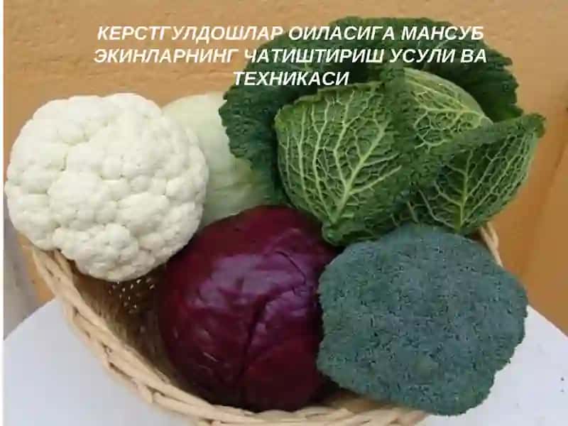 КЕРСТГУЛДОШЛАР ОИЛАСИГА МАНСУБ ЭКИНЛАРНИНГ ЧАТИШТИРИШ УСУЛИ ВА ТЕХНИКАСИ