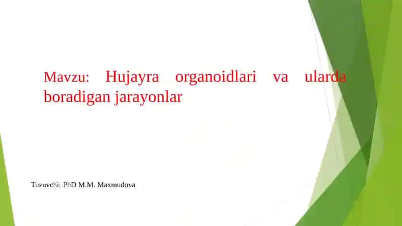 Hujayra organoidlari va ularda boradigan jarayonlar