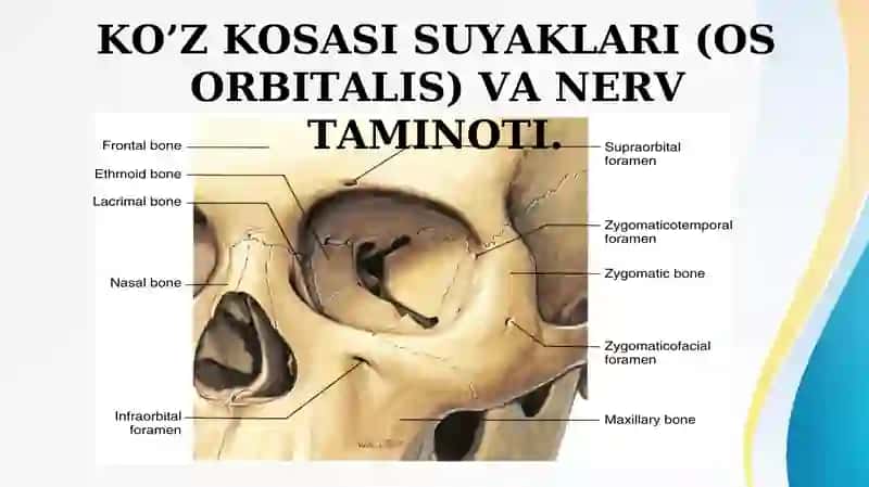 KO’Z KOSASI SUYAKLARI (OS ORBITALIS) VA NERV TAMINOTI