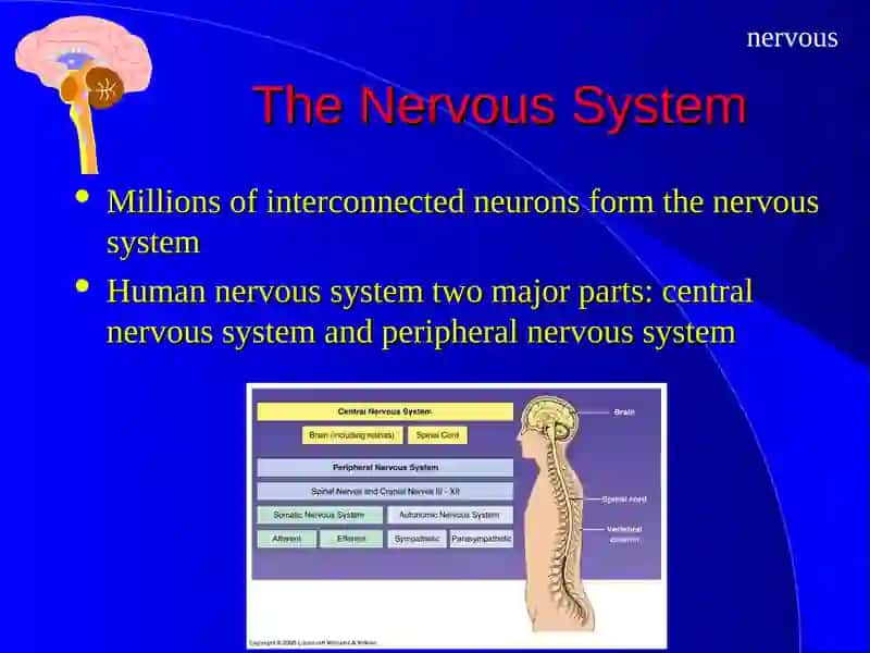 The Nervous System