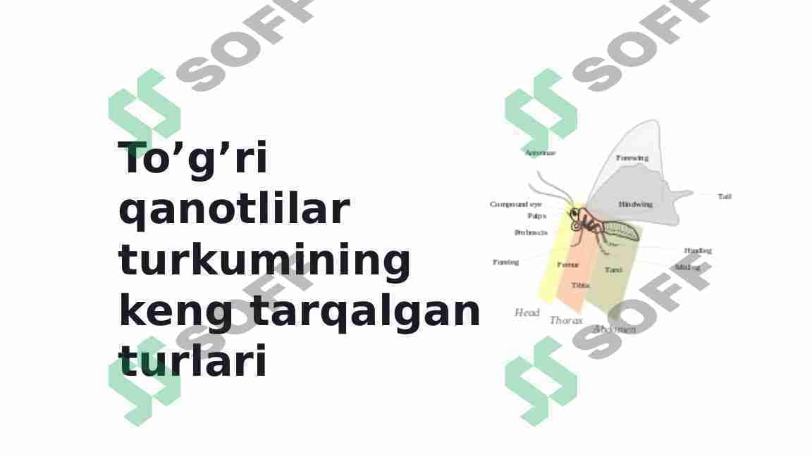 To’g’ri qanotlilar turkumining keng tarqalgan turlari