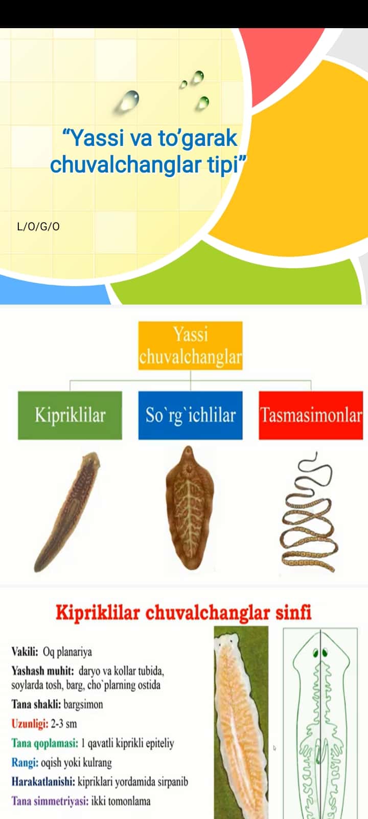 Yassi va to’garak chuvalchanglar tipi