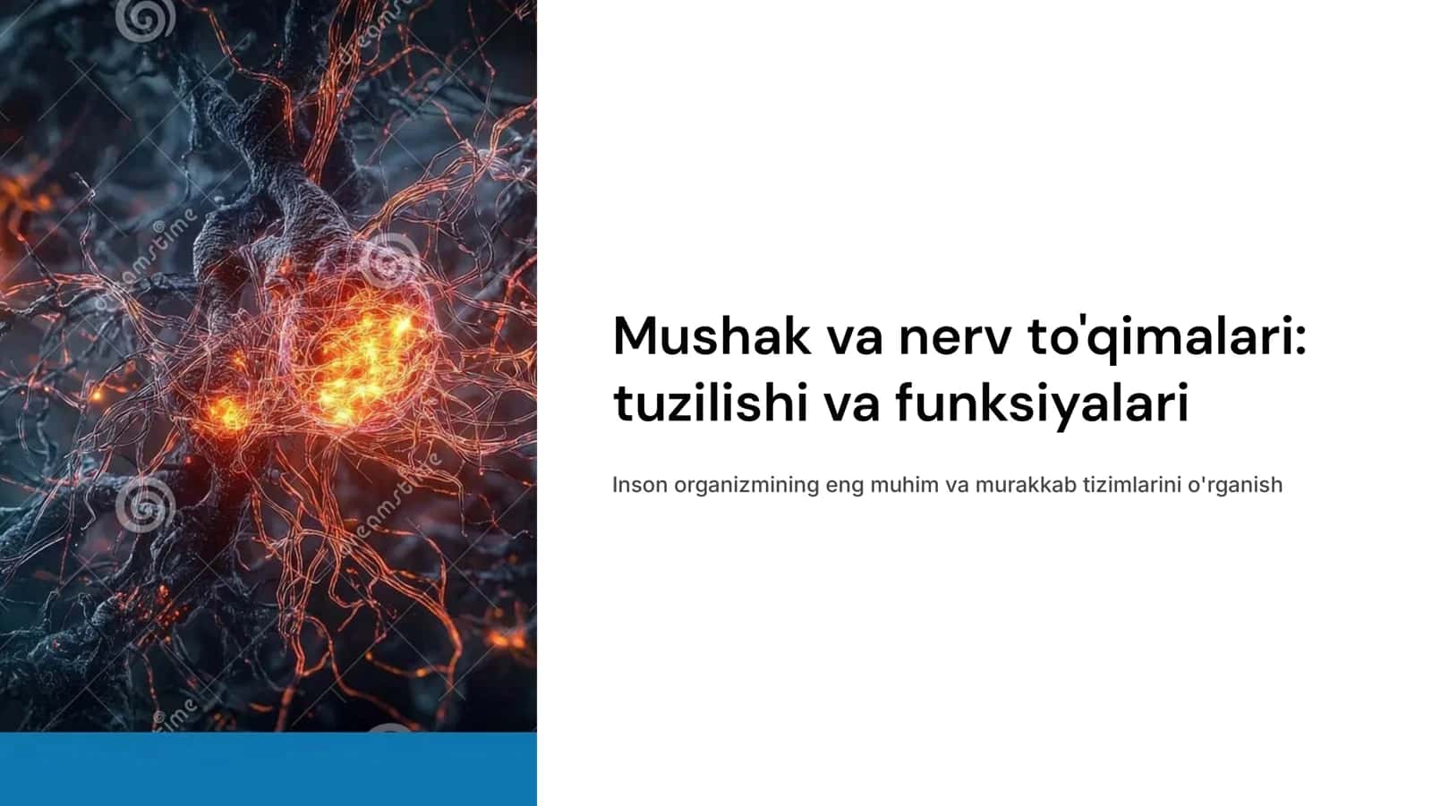 Mushak va nеrv to'qimalari