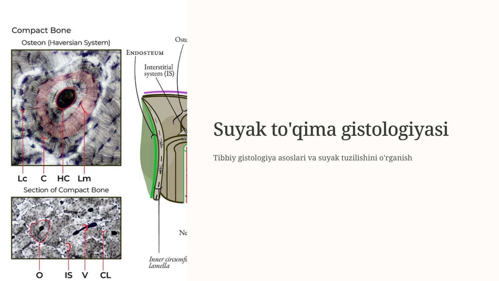 Suyak to'qima