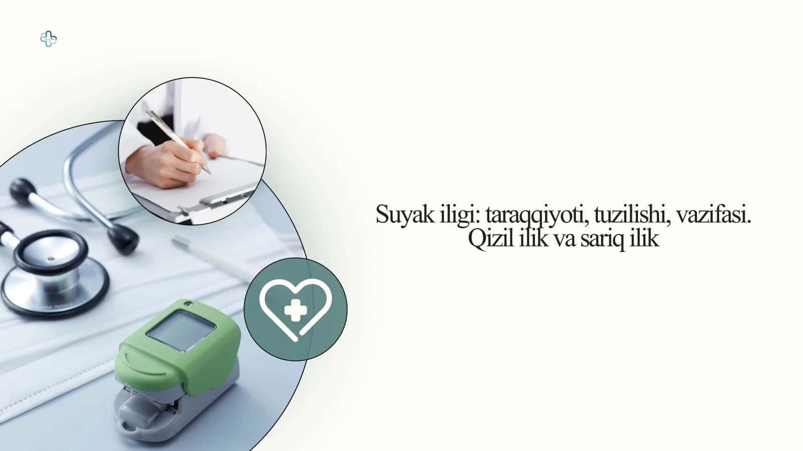 Suyak iligi: taraqqiyoti, tuzilishi, vazifasi. Qizil ilik va sariq ilik