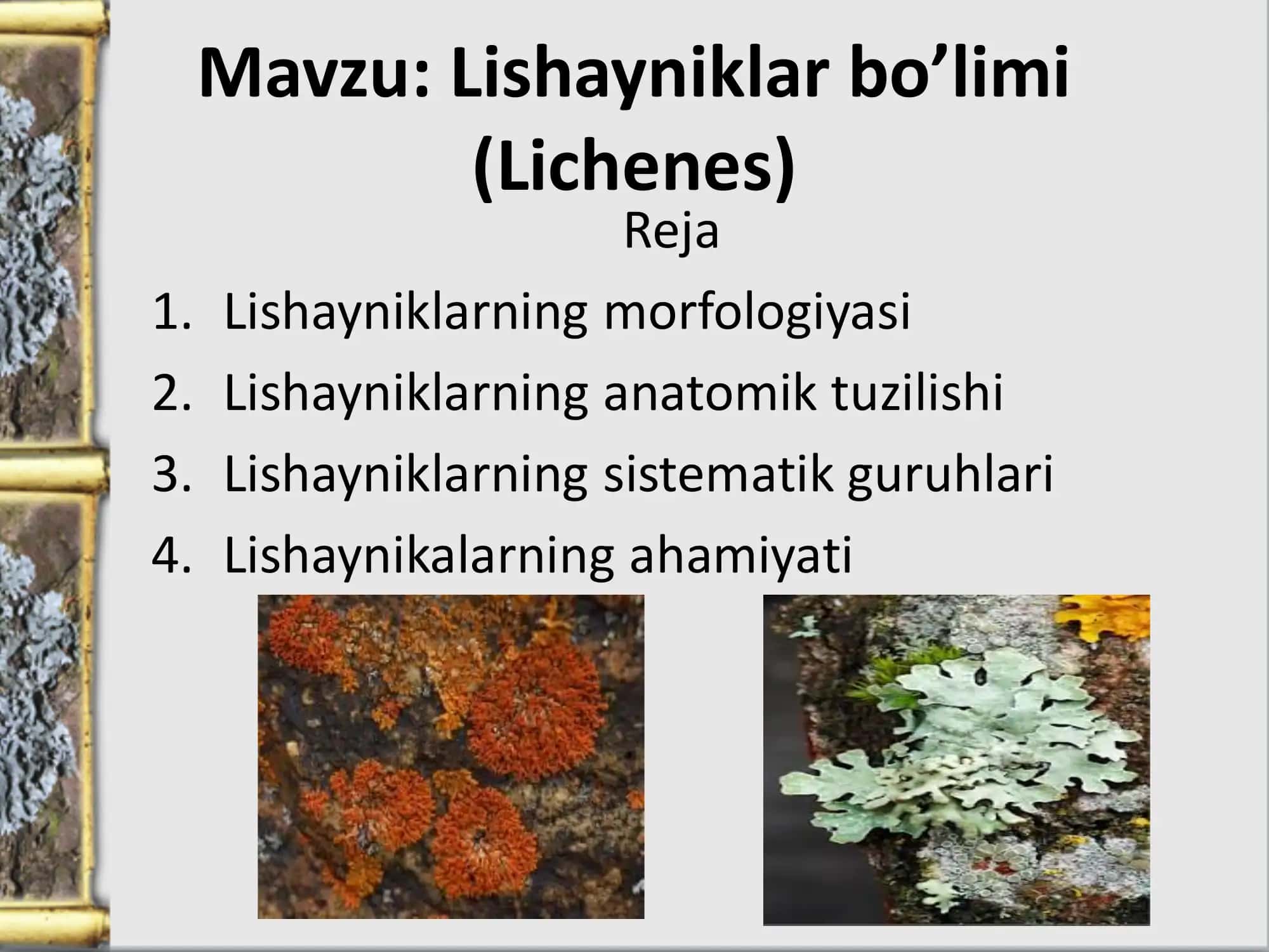 Lishayniklar bo’limi (Lichenes)