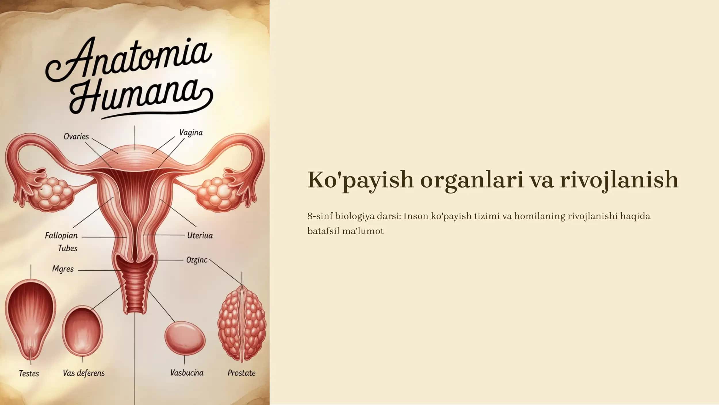 Ko'payish organlari va rivojlanish