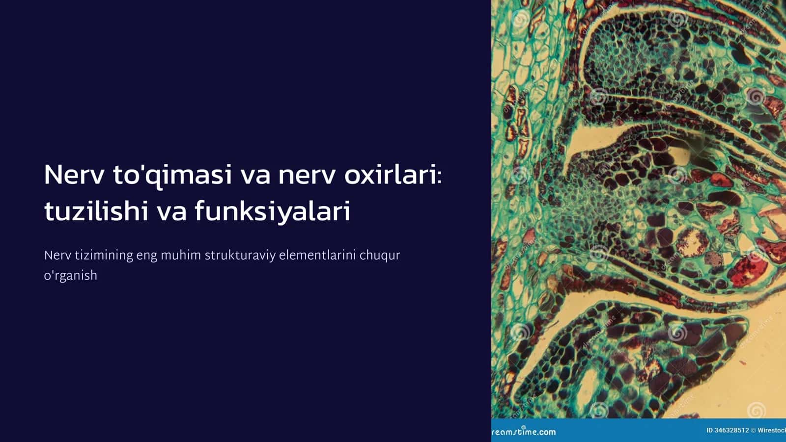 Nеrv to'qima. Nеrv oxirlari