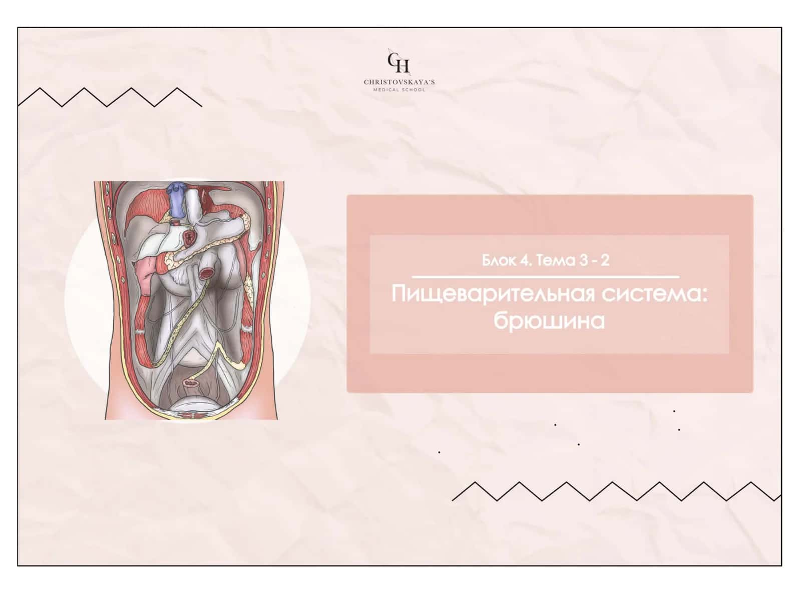 Брюшная полость и брюшина