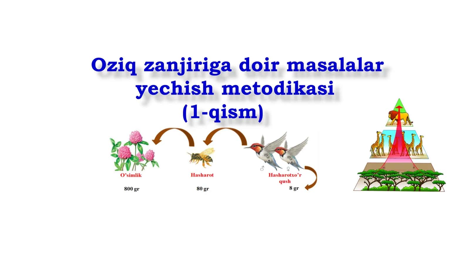 Oziq zanjiriga doir masalalar yechish metodikasi (1-qism)