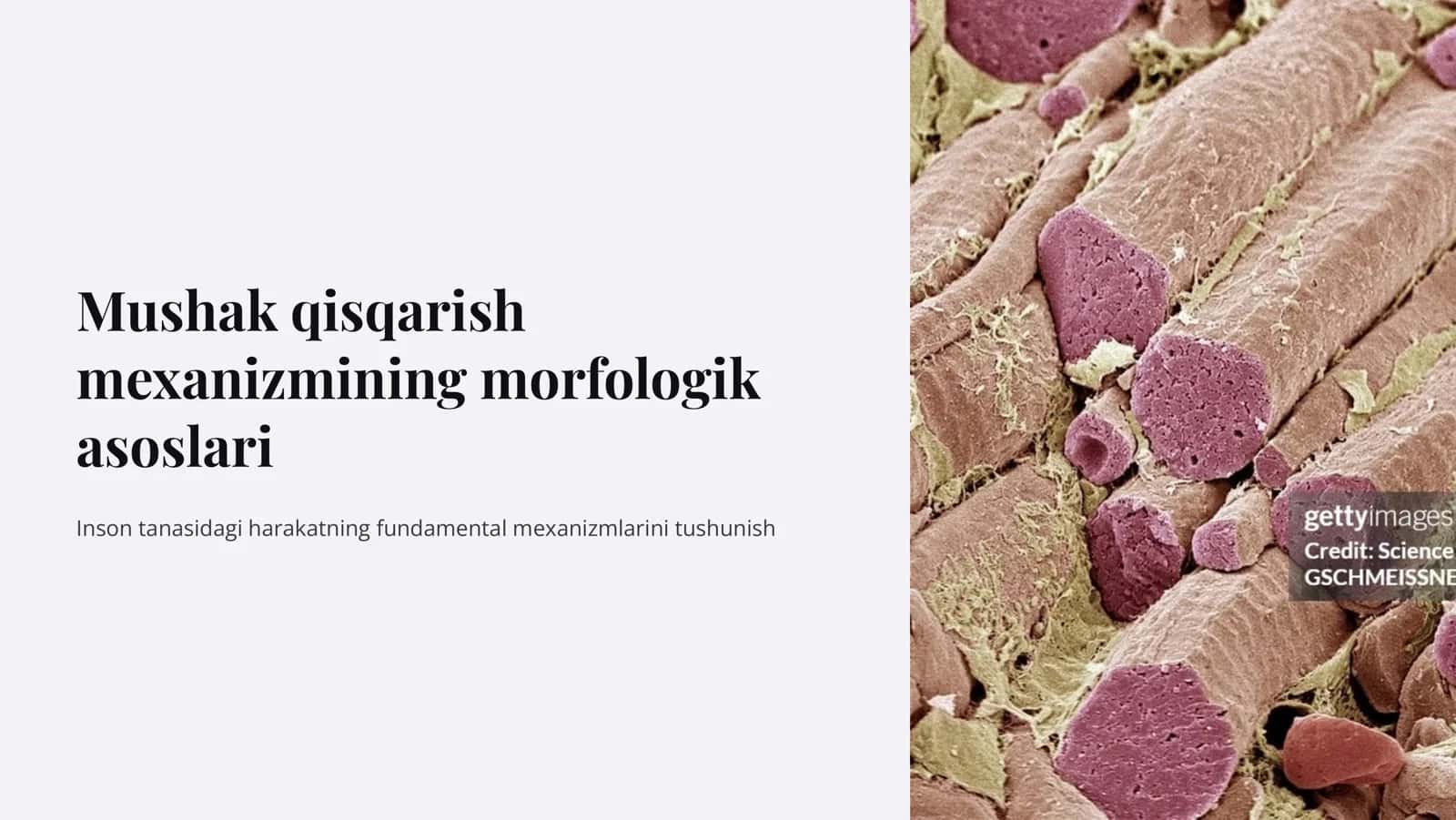 Mushak qisqarish mеxanizmining morfologik asoslari