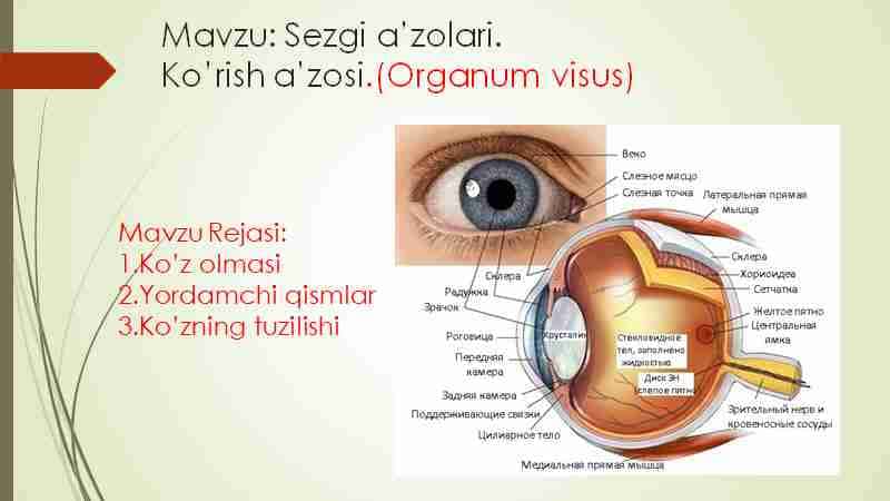 Sezgi a’zolari. Ko’rish a’zosi.(Organum visus)