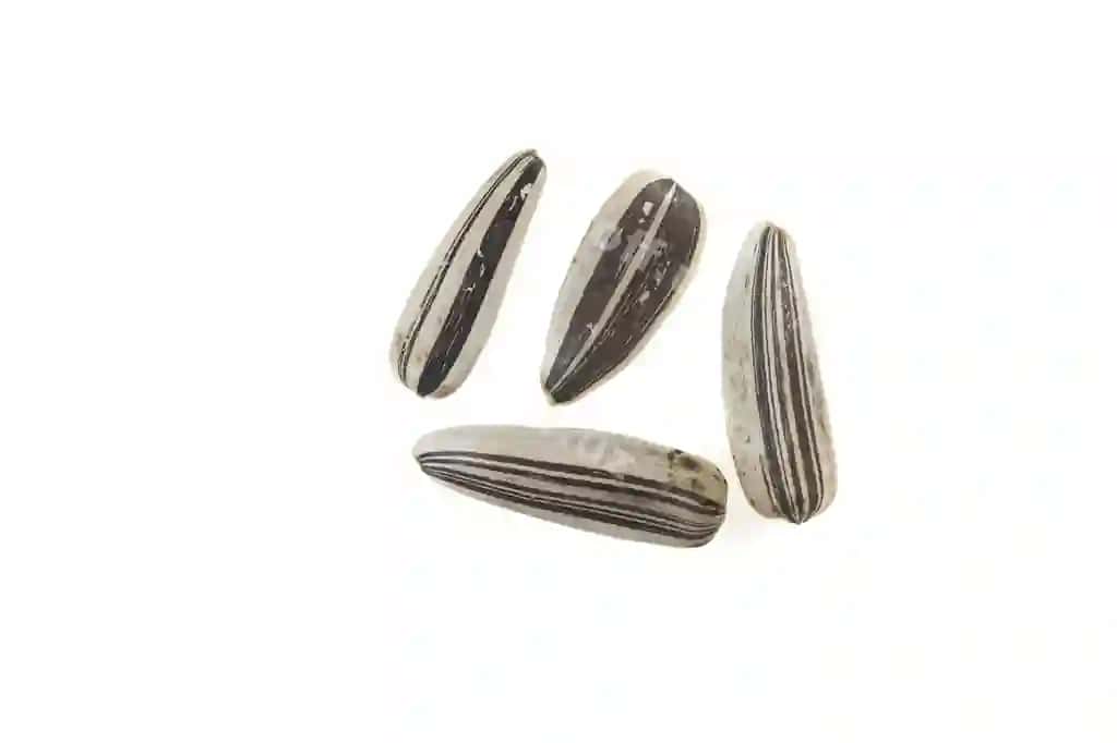 Qizil gul urug'i oq orqa fonda | Sunflower seeds white background