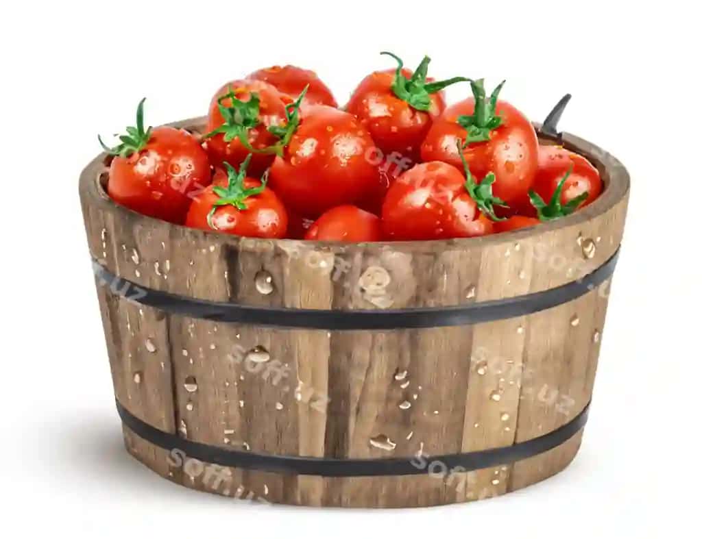 Pomidorlar yig'imi yog'och vedroda oq fonda ajraltirilgan | Pile tomatoes wooden bucket isolated white background