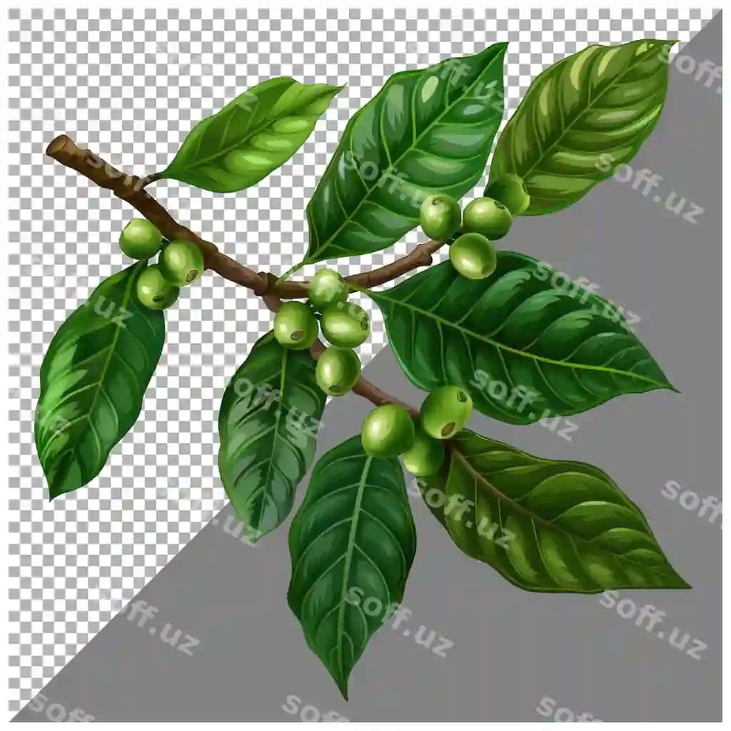 Sarmo yashil varoqlar bilan shaffof orqa fonda | Twig with green leaves transparent background