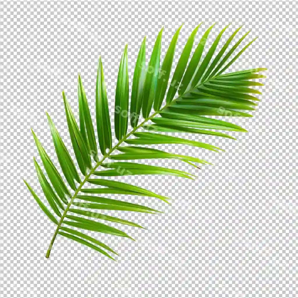 Hindistoy yaproqlari | Coconut palm leaves