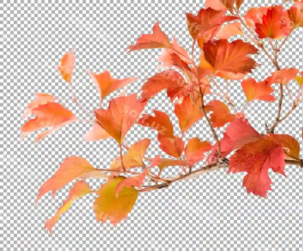 Yorqin kuzdagi viburnum varatlari ajraltirilgan | Bright autumn leafs viburnum isolated
