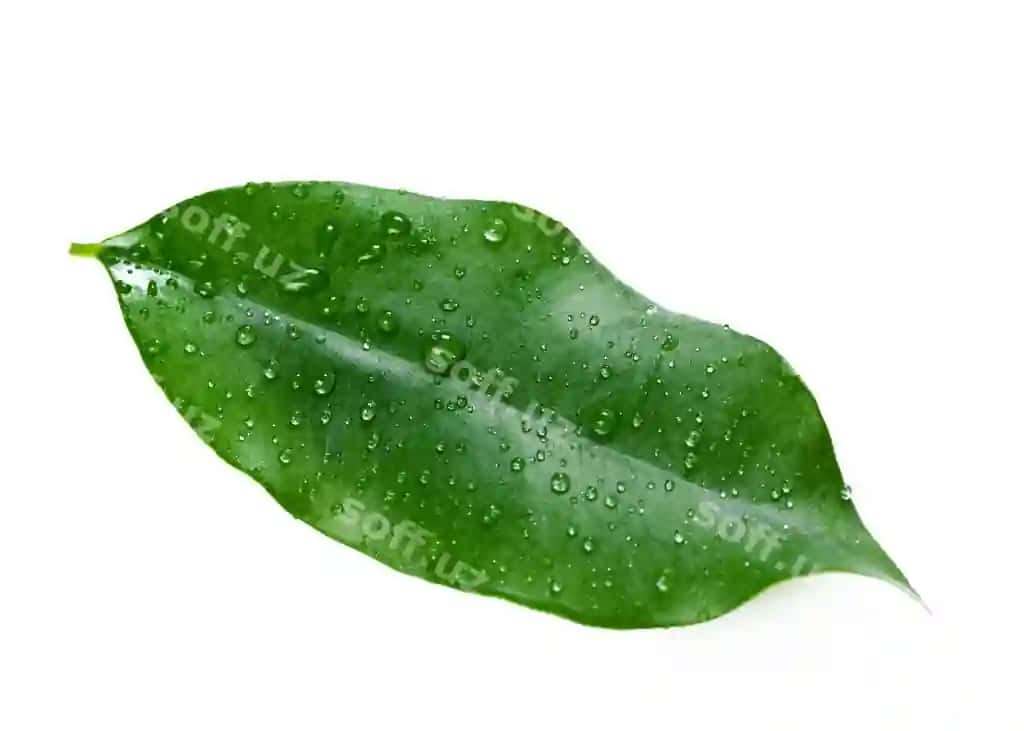 Varaq ajraltirilgan oq | Leaf isolated white