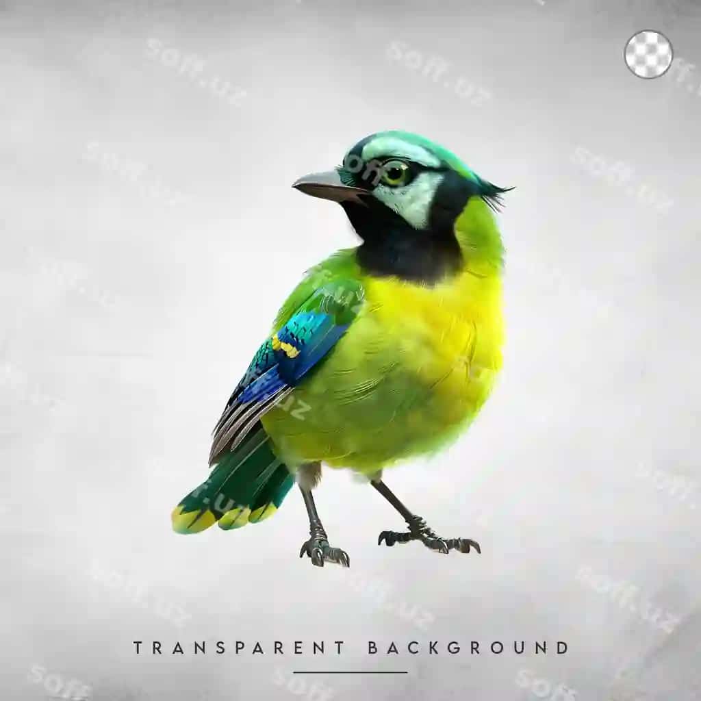 Yashil chaqmoq pararkan yashil sariq tukmalari bilan shaffof ajralangan | Green jay with vibrant green yellow feathers isolated transparent