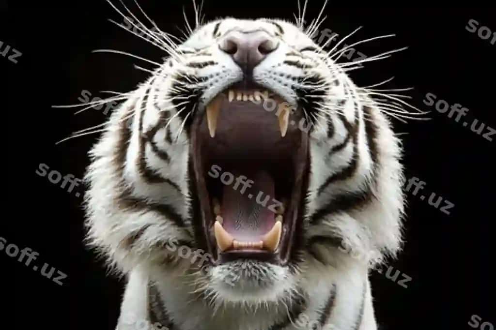 Buzoq yaxlit rasm | Tiger closeup