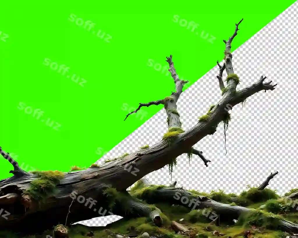 O'simlik daraxt qolu ajraltirilgan shaffof fonda AI yaratilgan | Mossy tree branch isolated transparent background ai generated