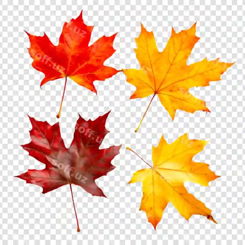 Binofat kuz buxar yaproqlari ajraltirilgan | Vibrant autumn maple leaves isolated