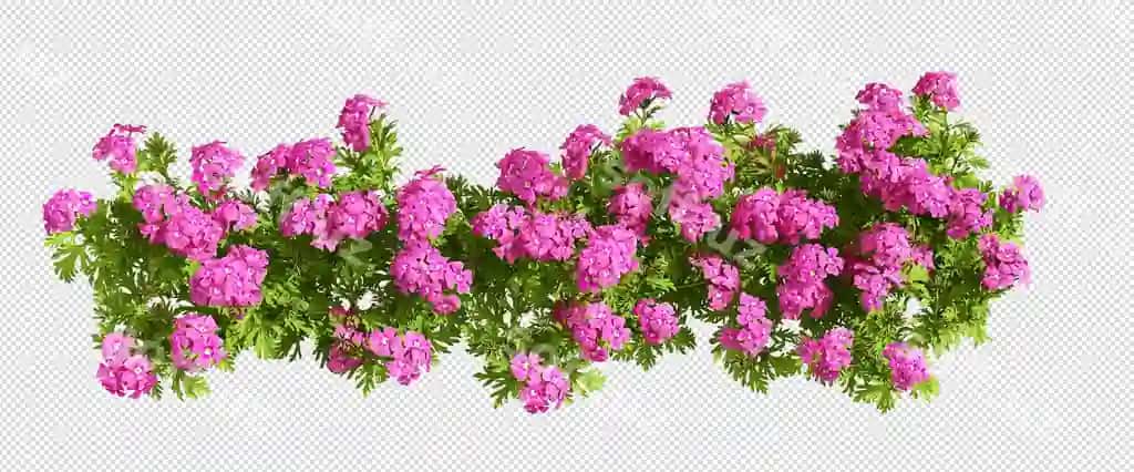 Pushti gullar kulrang orqa fonda | Pink flowers gray background