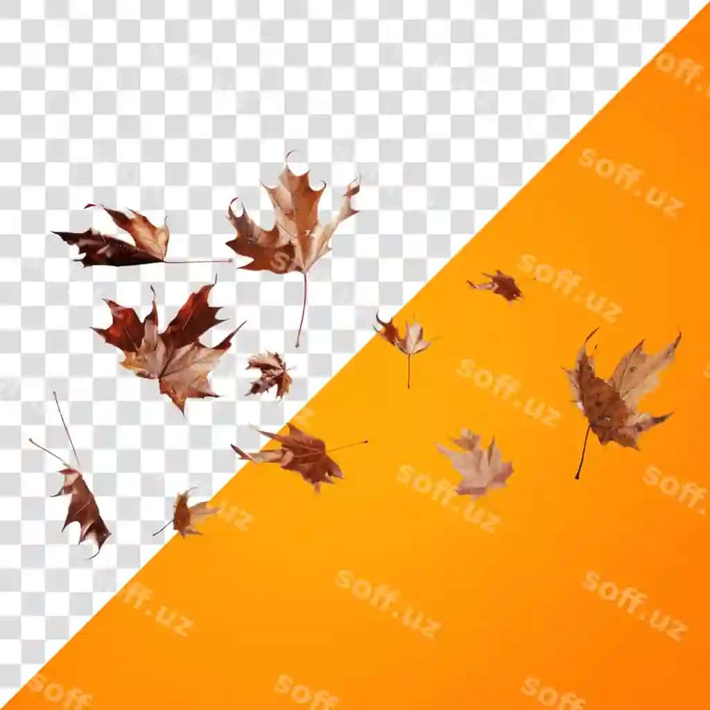 Png kuz varatlari oq orqa fonda tarqatilgan | Png autumn leaves scattered white background