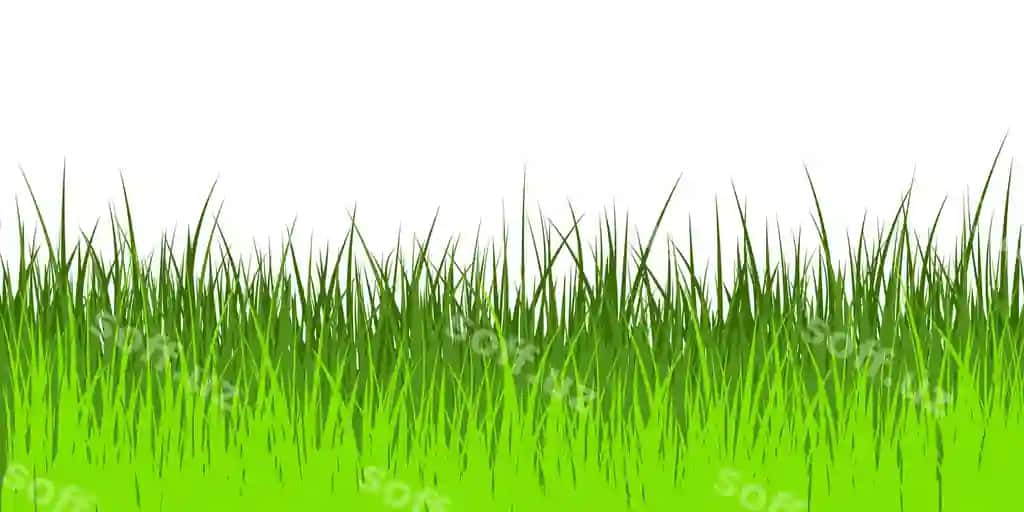 Vektor illustratsiyasi yashil o't | Vector illustration green grass