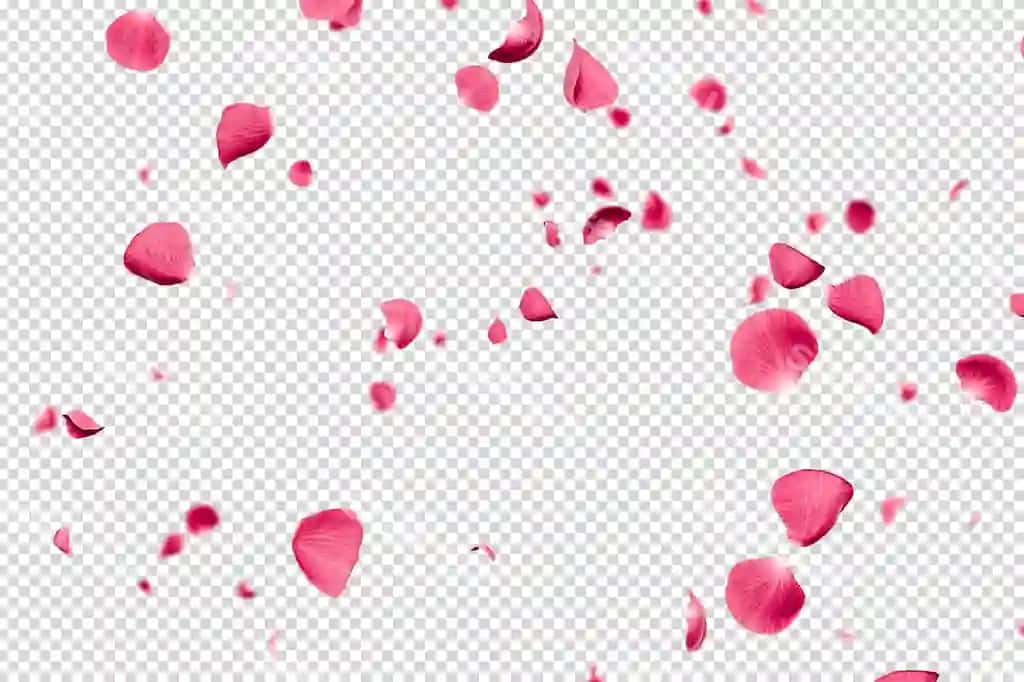 Pushti gul mevadasi tushmoqda qatlam 3D render | Pink rose petals falling overlay 3d render