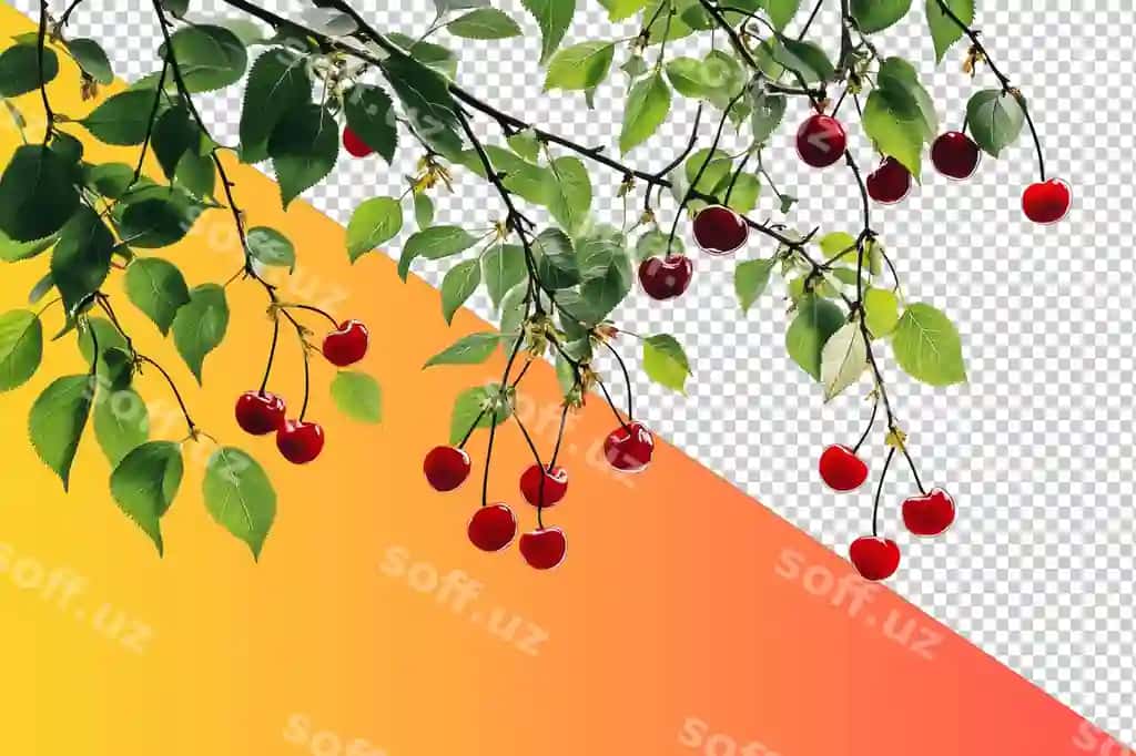 San'atli illustratsiya yashil gilos daraq to'q qizil giloslar bilan | Artistic illustration cherry branch with plump red cherries green