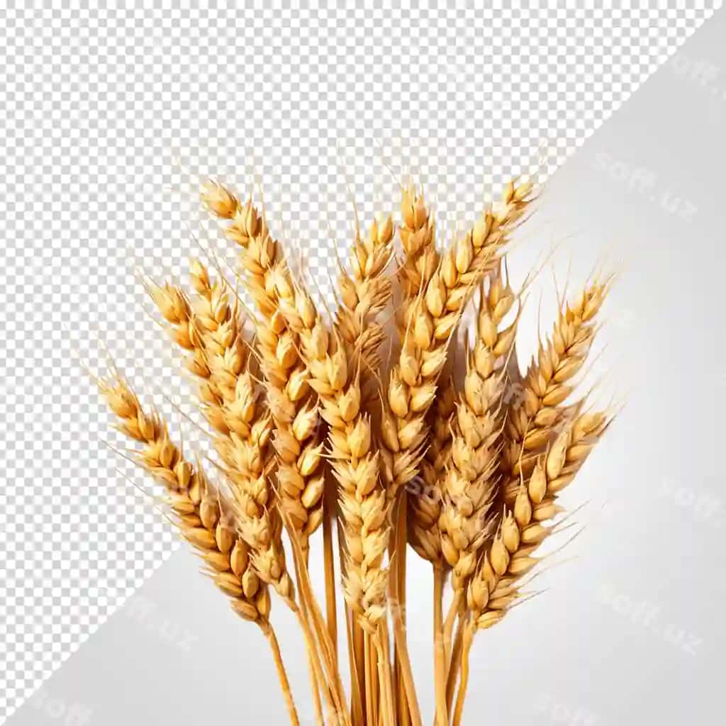 Foto buğum quloqlari shaffof fonda | Photo wheat ears transparent background