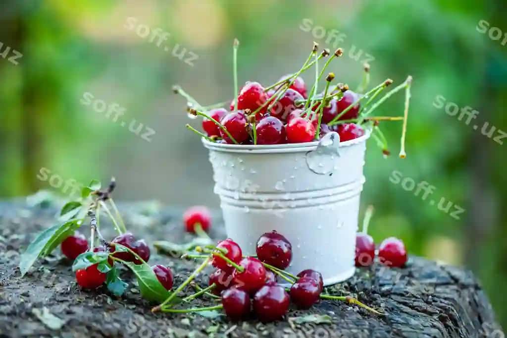 Taze gilas tayyor yeyish uchun | Fresh cherries ready eat