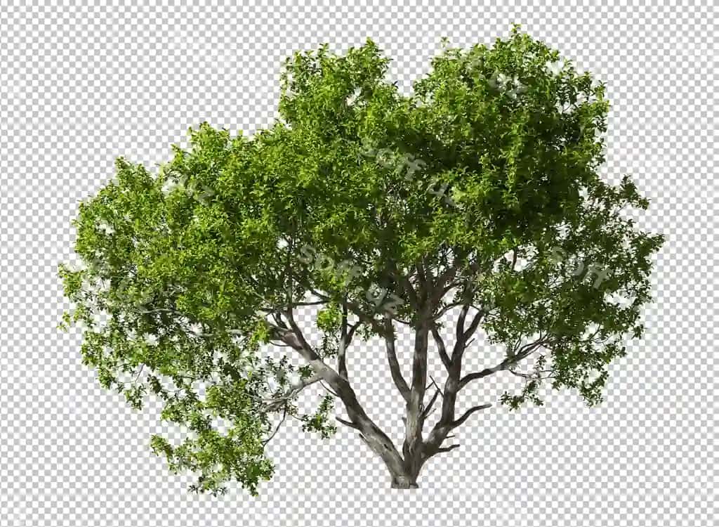 Daraxt shaffof orqa fonli PSD dizayn | Tree transparent background psd design