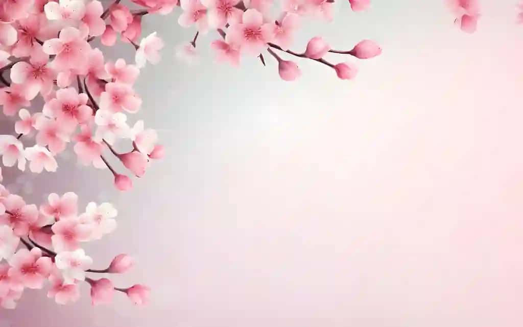 Pushti olcha guli fon bahor fasli | Pink cherry blossom background spring season