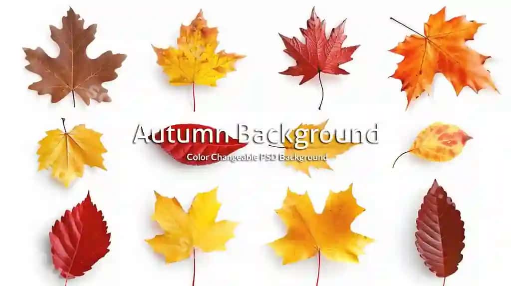 Kuz barglari oq fonda apelsin rangli tushmoqda | Autumn leaves falling with orange color white background