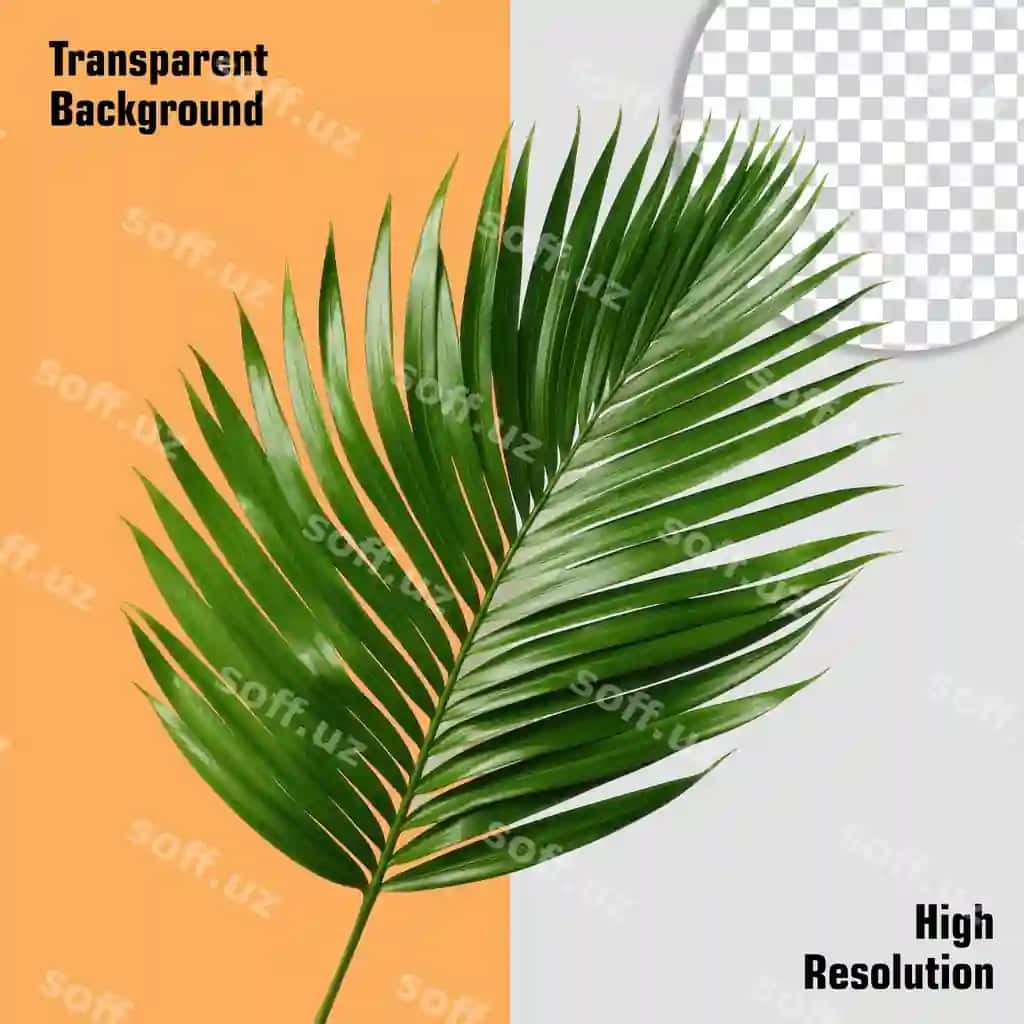 Psd yashil palm choy leaflar shaffof fonda 3d renderirovanie | Psd green palm leaves foliage transparent background 3d rendering