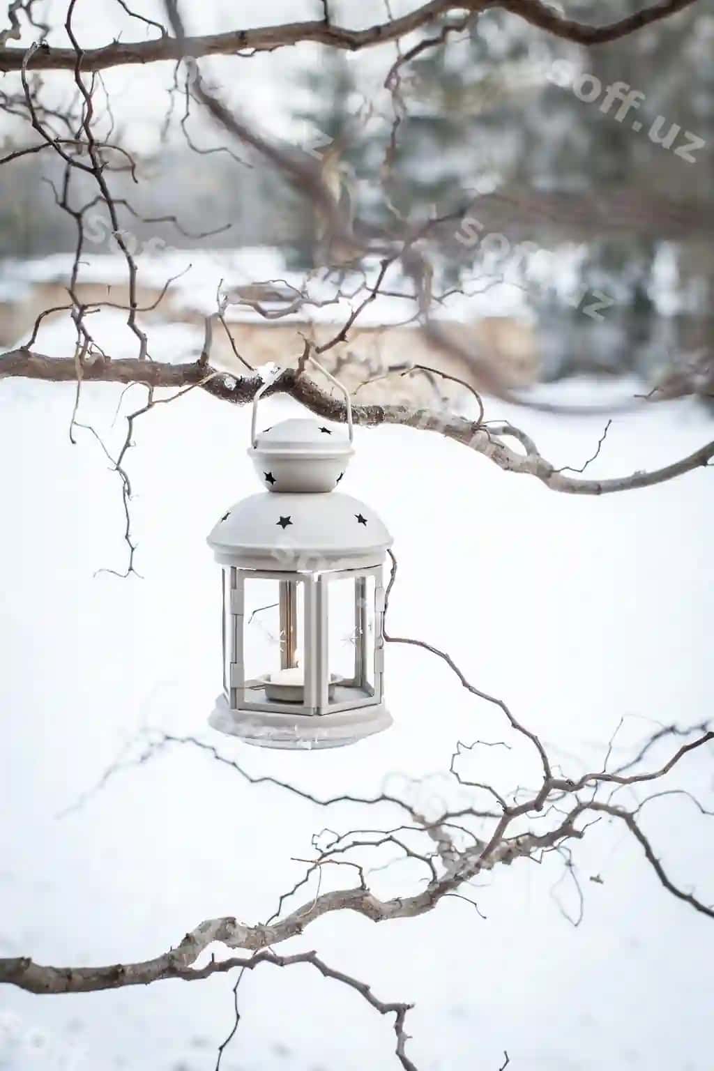 Yaqin rasmda yog'ochsiz daraxtga asib turgan fonar | Close up lantern hanging bare tree