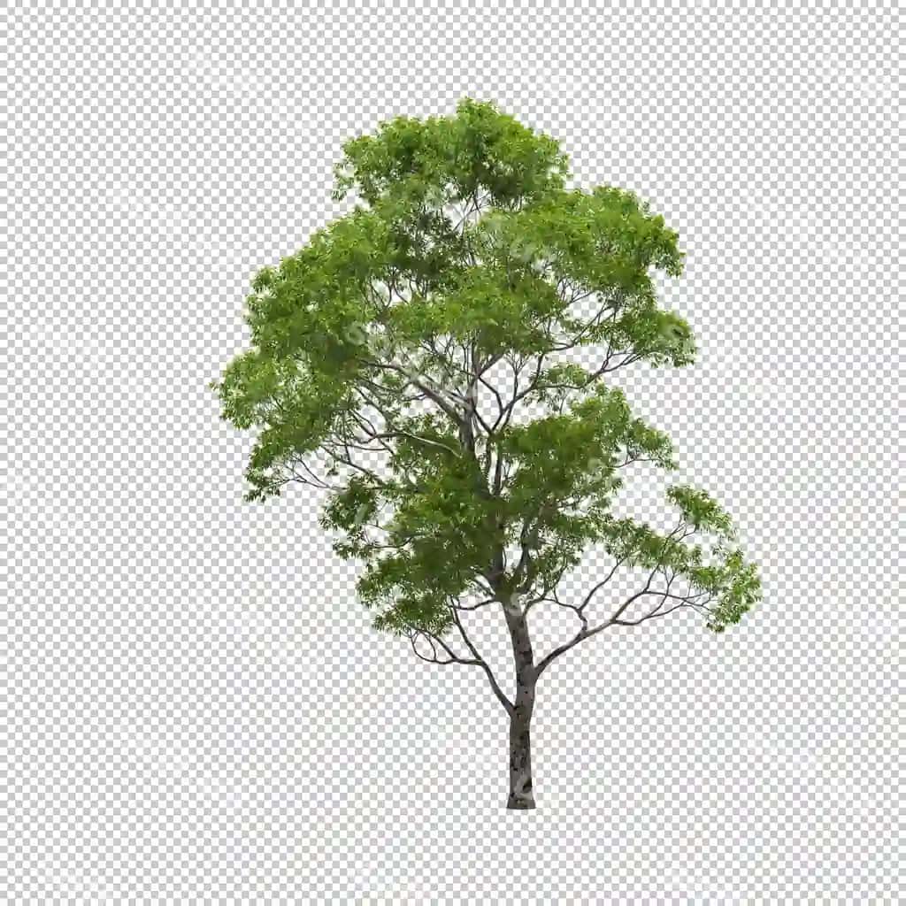 Eukalyptus daraxti isolatsiyalangan fonga ega 3D renderi | Eucalyptus tree with isolated background tree 3d render