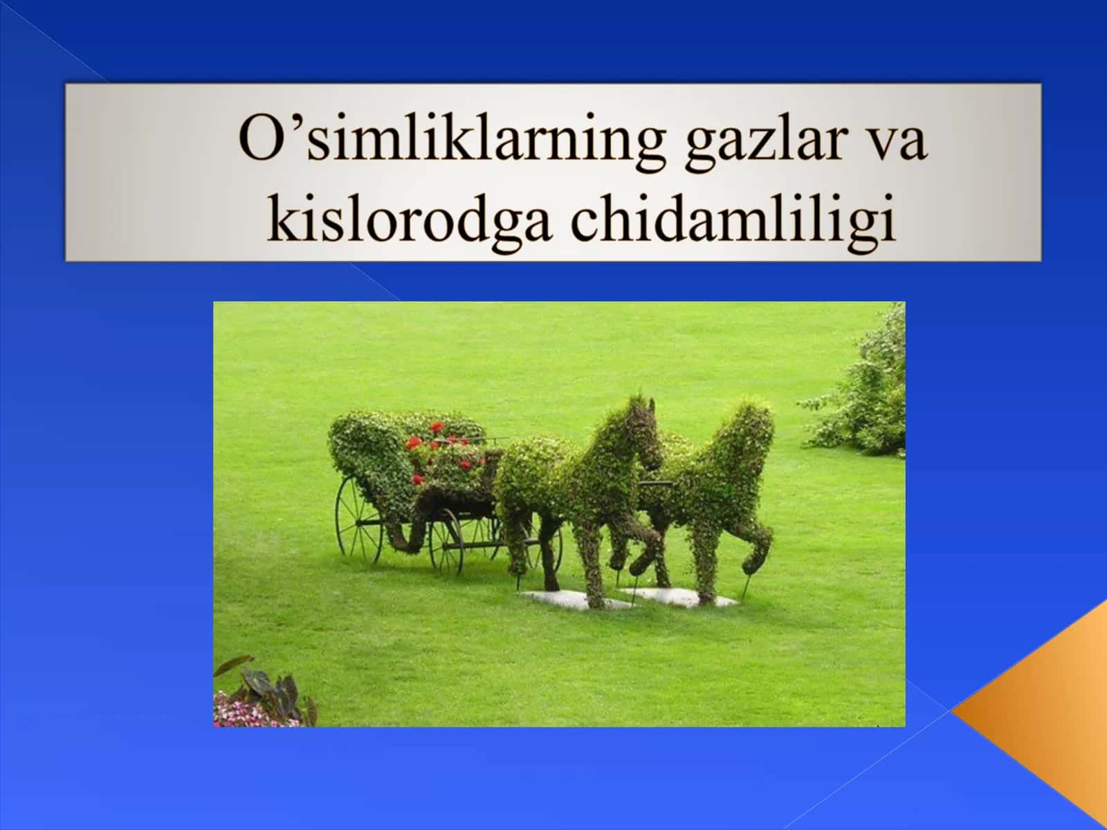 O'simliklarning Fiziologiyasi