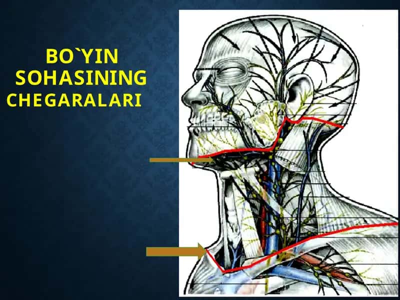 BO`YIN SOHASINING CHEGARALARI