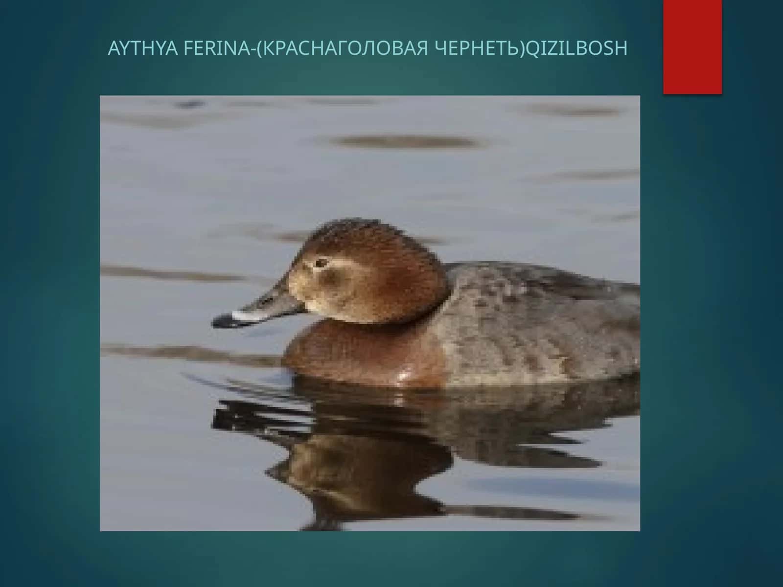 Aythyaferina-(краснаголоваячернеть)Qizilbosh