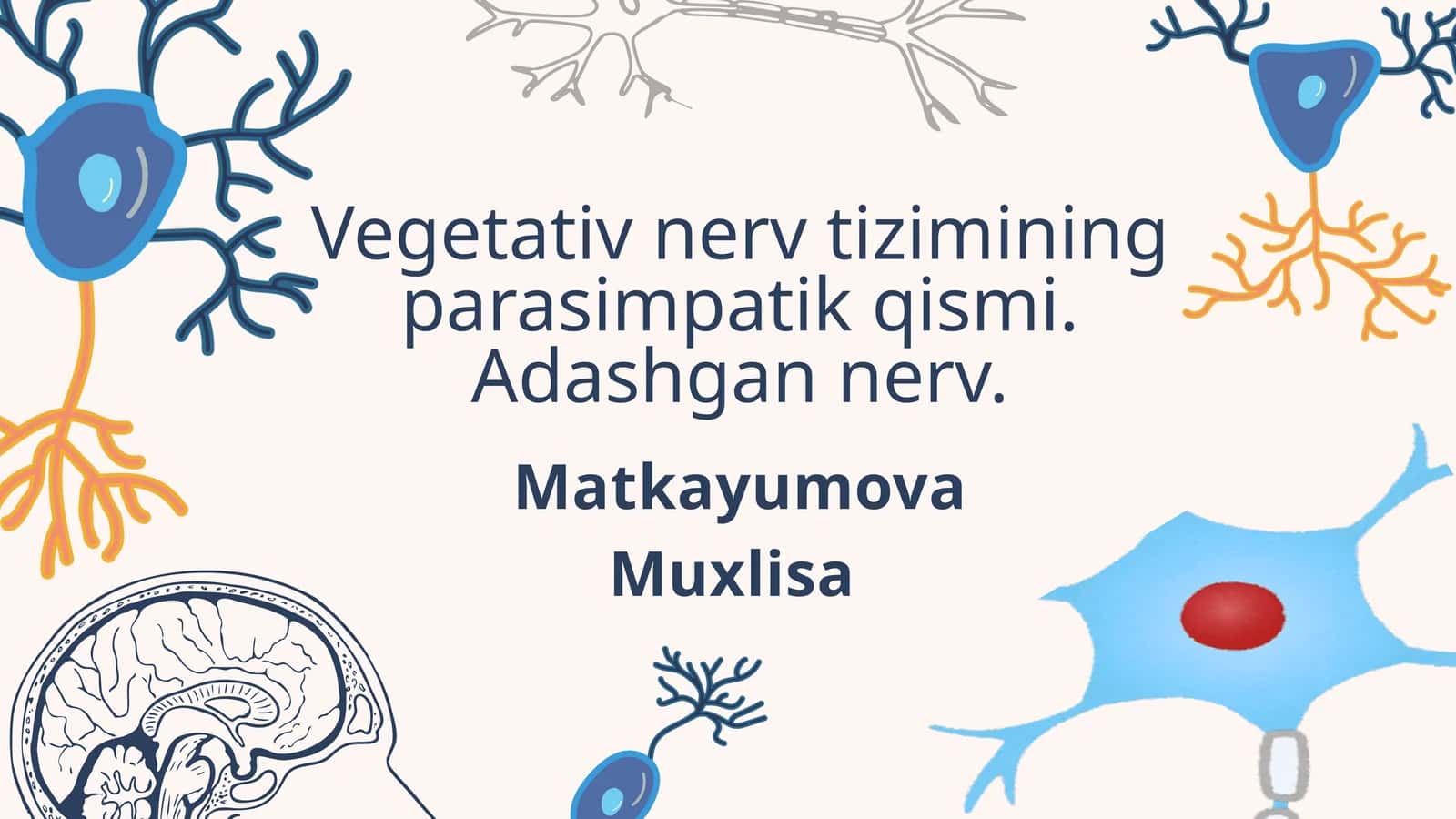 Parasimpatik nerv tizimi (PNT)