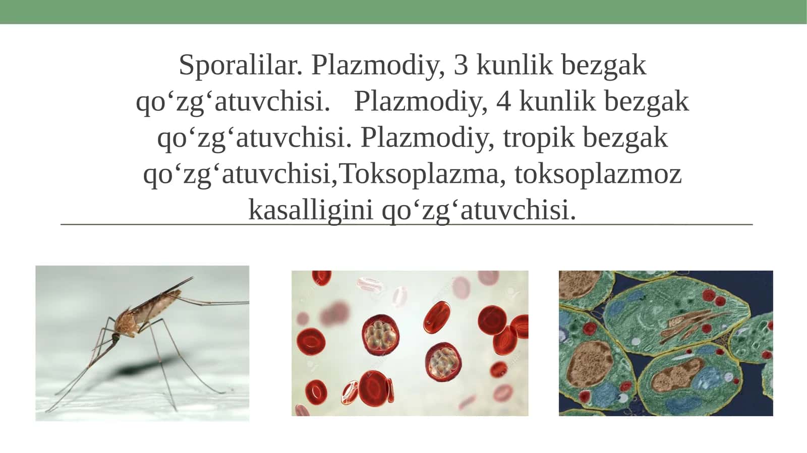 Sporalilar. Plazmodiy, 3 kunlik bezgak qo‘zg‘atuvchisi. Plazmodiy, 4 kunlik bezgak qo‘zg‘atuvchisi.Plazmodiy, tropik bezgak qo‘zg‘atuvchisi,Toksoplazma, toksoplazmoz kasalligini qo‘zg‘atuvchisi