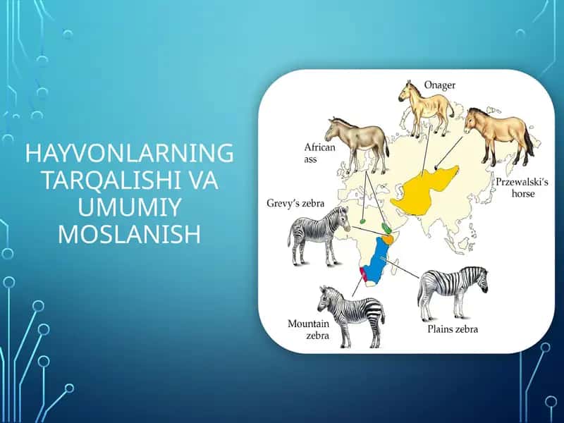 Hayvonlarning tarqalishi va umumiy moslanish