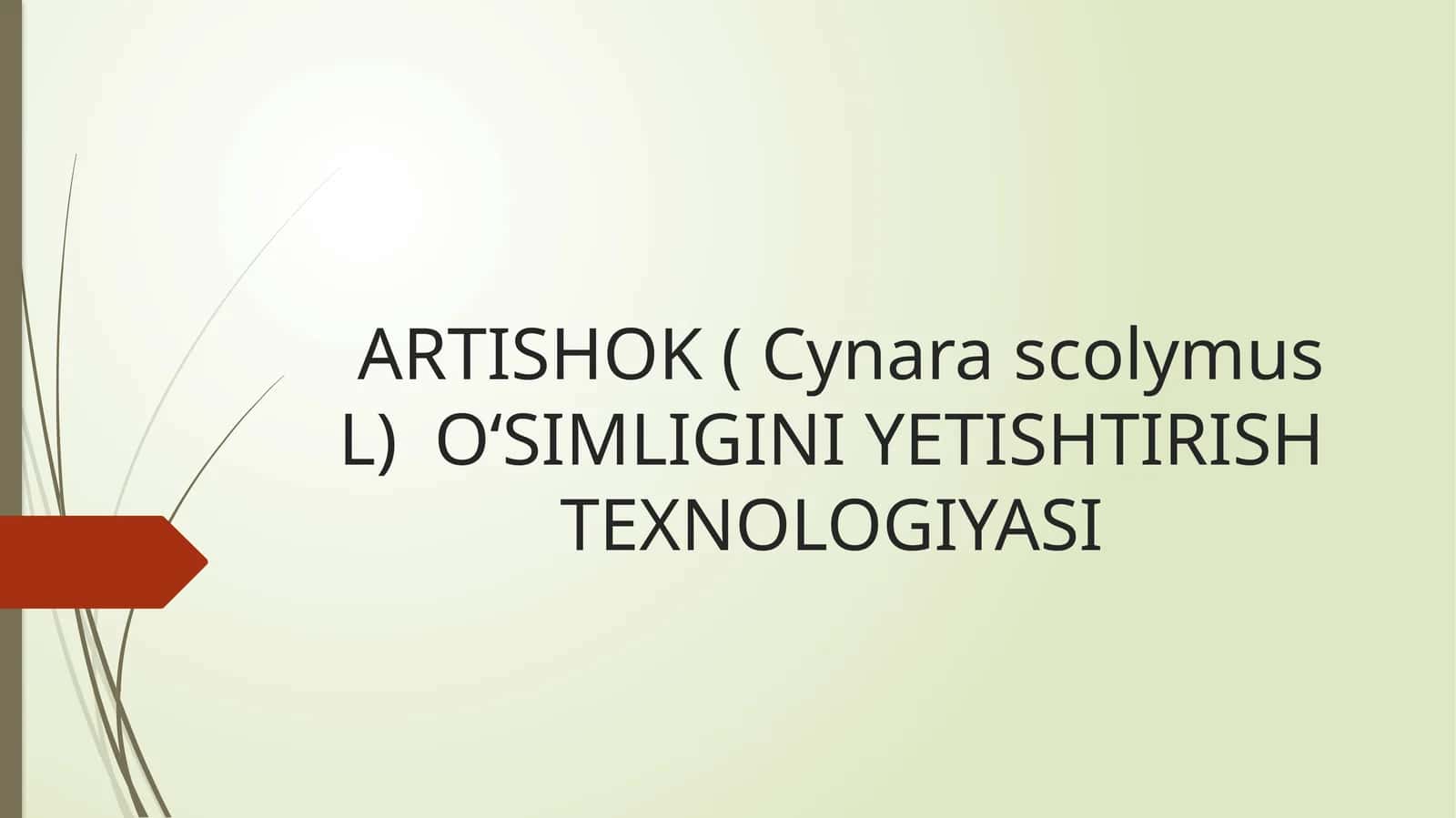 ARTISHOK ( Cynara scolymus L)OʻSIMLIGINIYETISHTIRISHTEXNOLOGIYASI
