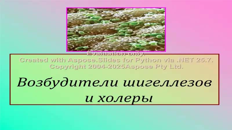 Возбудители шигеллезов и холеры