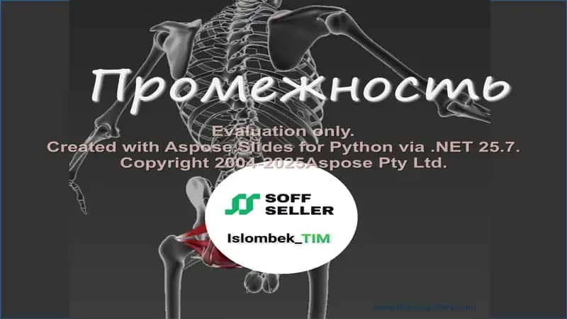 Промежность